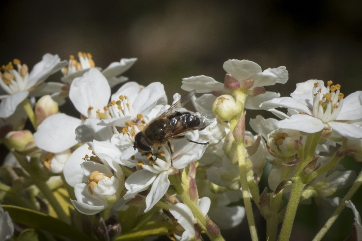 La disminución de insectos podría atribuirse al cambio climático.