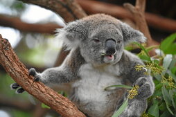 Suteek, baso-soiltzeek eta eritasunek koalen populazioa izugarri urritu dute.
