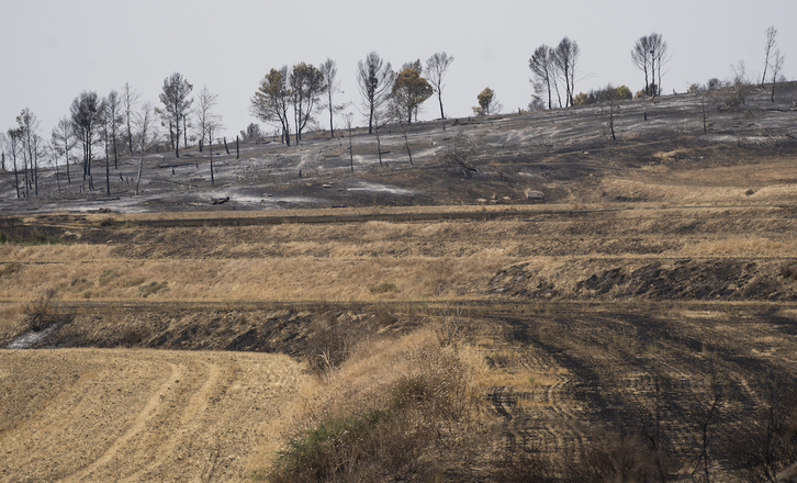 Terrenos quemados por el incendio que se produjo en Zarrakaztelu a mediados de agosto.