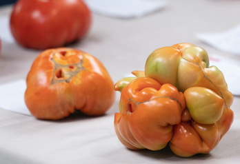 Tomate barietate ezberdinei buruzko informazioa egongo da azokan.