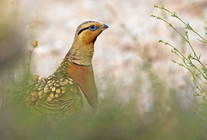 Un macho asoma entre la vegetación de un área esteparia.