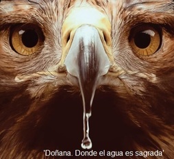 Doñanari buruzko dokumentala izango da ikusgai.