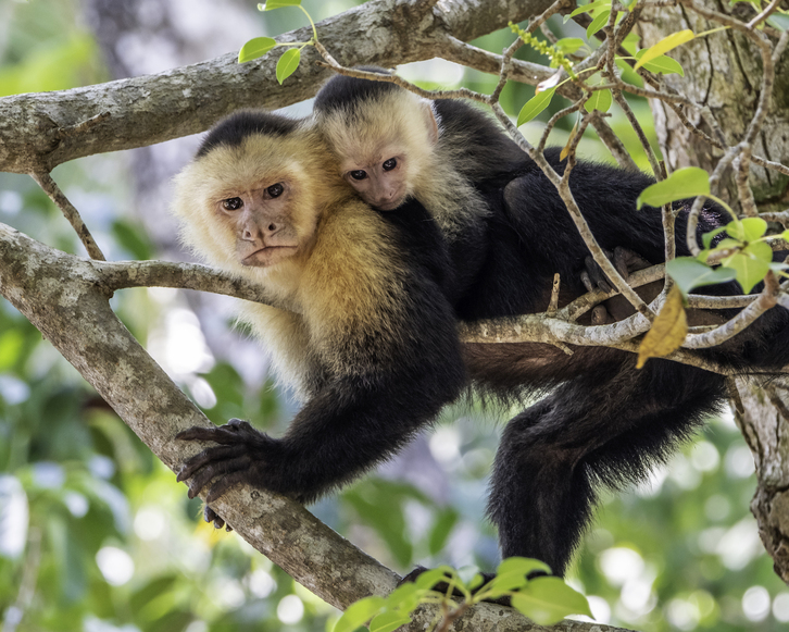 kaputxino eztarrizuriak, Manuel Antonio Parke Nazionalean.