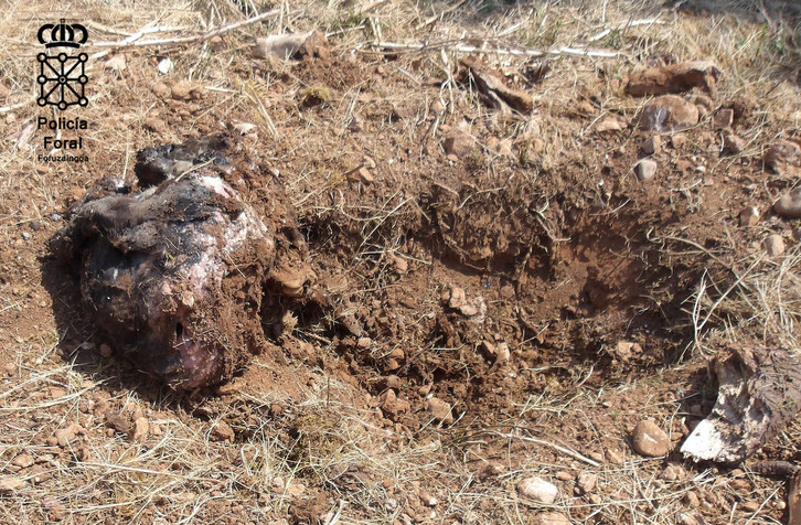 Detalle de la fosa y restos del animal.