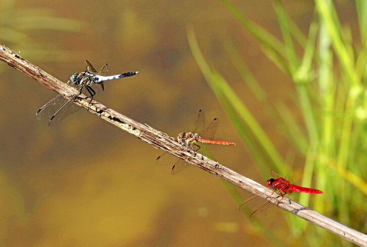 Hernaniko urmaeleko makila bakarrean hiru burruntzi espezie, une berean, bata bestearen jarraian pausatuta. Ezkerrekoa da «Orthetrum albistylum» espeziea, txitxi-burruntzi isats-zuria, Iberiar penintsulan beste inon aurkitu ezin dena.