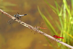 Hernaniko urmaeleko makila bakarrean hiru burruntzi espezie, une berean, bata bestearen jarraian pausatuta. Ezkerrekoa da «Orthetrum albistylum» espeziea, txitxi-burruntzi isats-zuria, Iberiar penintsulan beste inon aurkitu ezin dena.