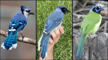 En el centro, el pájaro híbrido, resultado del apareamiento de un arrendajo macho azul, izquieda, y una arrendajo verde hembra, derecha.