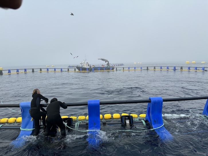 Buzos alimentan a los atunes rojos en las jaulas ubicadas en la costa de Getaria.