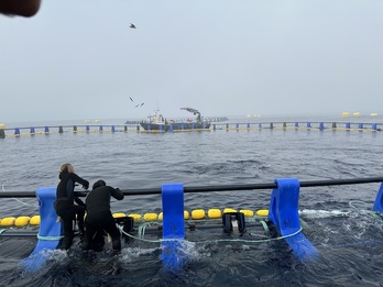 Buzos alimentan a los atunes rojos en las jaulas ubicadas en la costa de Getaria.