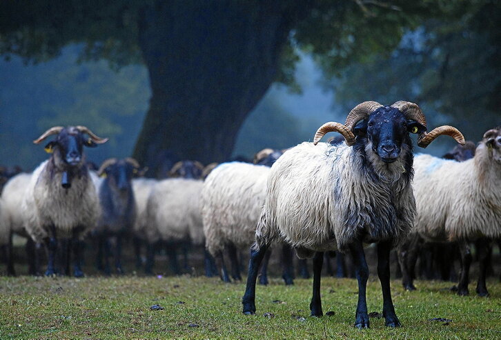 Un carnero con un rebaño de ovejas latxas de cara negra en el hayedo navarro de Urbasa.
