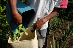 Koka da 'Oro & Hoja de Coca’ erakusketaren protagonista.