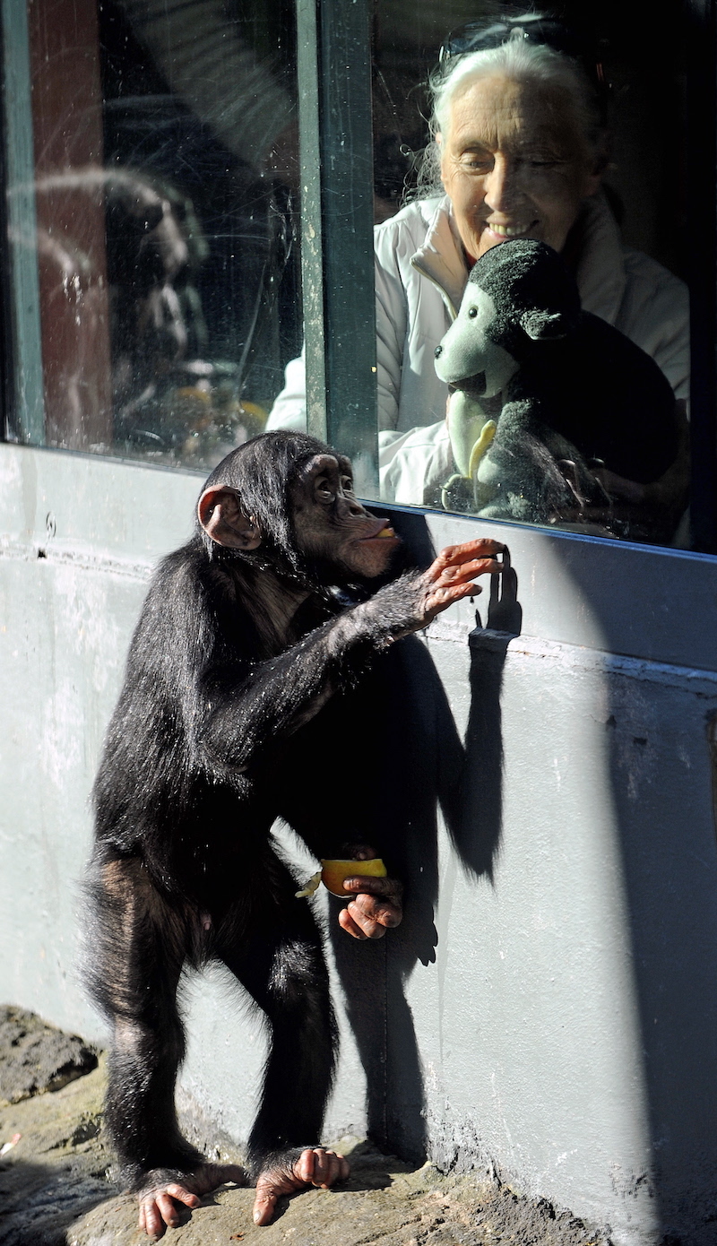 Jane Goodall, visitando a unos chimpancés en la reserva de Gombe Stream. (Greg WOOD | AFP)