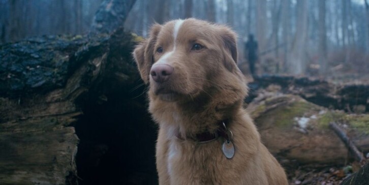 Indy, ‘Good Boy’ filmeko txakur protagonista.
