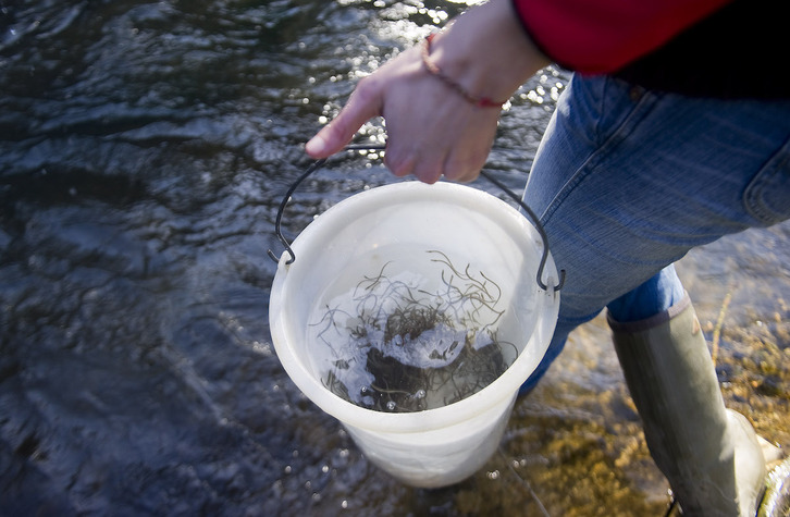 Imagen de archivo de una suelta de angulas en el río Agauntza, en Ataun.