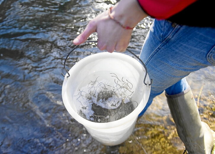 Imagen de archivo de una suelta de angulas en el río Agauntza, en Ataun.