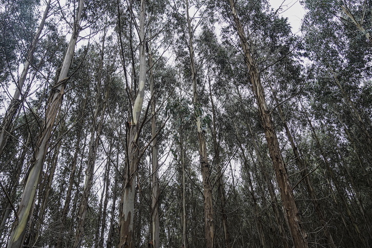 Eukalipto saila Mungian.