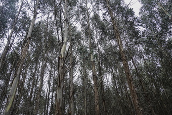 Eukalipto saila Mungian.