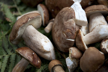 Onddo beltzak, irudian.