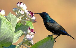 Suimanga palestinar bat.