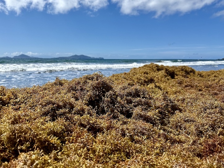 Alga toxikoak ugaritzen ari dira.