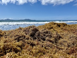 Alga toxikoak ugaritzen ari dira.