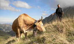 Abeltzainek behi-taldeak menditik jaisteko urriaren lehenean egin zuten hitzordua, Eiheralarreko pilotalekuan.