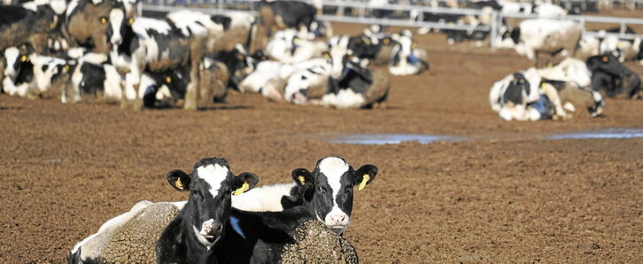 Explotación de Caparroso, también de Valle de Odieta.
