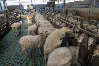 EAEko lehen sektoreko establezimenduen %94k izapideren bat egin du Internet bidez.