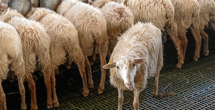 EAEko lehen sektoreko establezimenduen %94k tramiteren bat egin du Internet bidez.