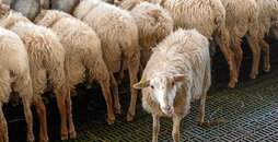 EAEko lehen sektoreko establezimenduen %94k tramiteren bat egin du Internet bidez.