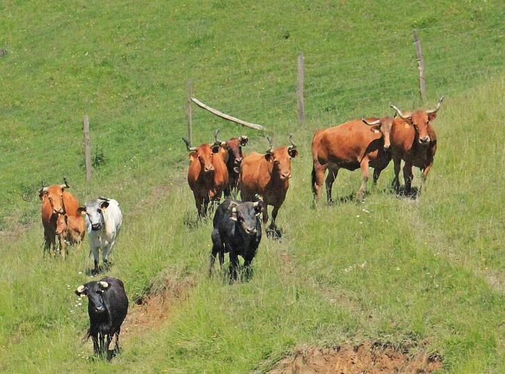 Ganado de Bergarako Zezenak