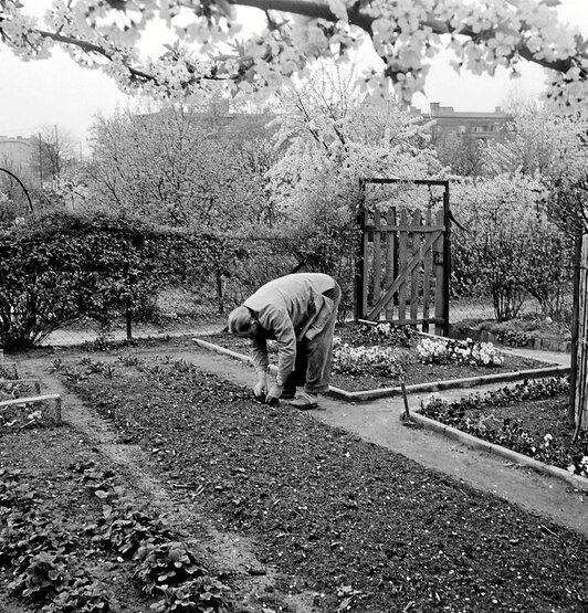 Pertsona bat, Berlingo lorategi batean lanean, 1961ean hartutako irudian.