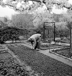 Lerro hauen alboan, lorategi komunitate baten ikuspegi zenitala. Hurrengo orrialdean, Vincent van Goghen «Montmartre: achter de Moulin de la Galette» artelana. Azpian, pertsona bat, Berlingo lorategi batean lanean, 1961ean hartutako irudian.
