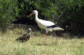 Animaliak Martiodako zentroan, artxiboko irudian.