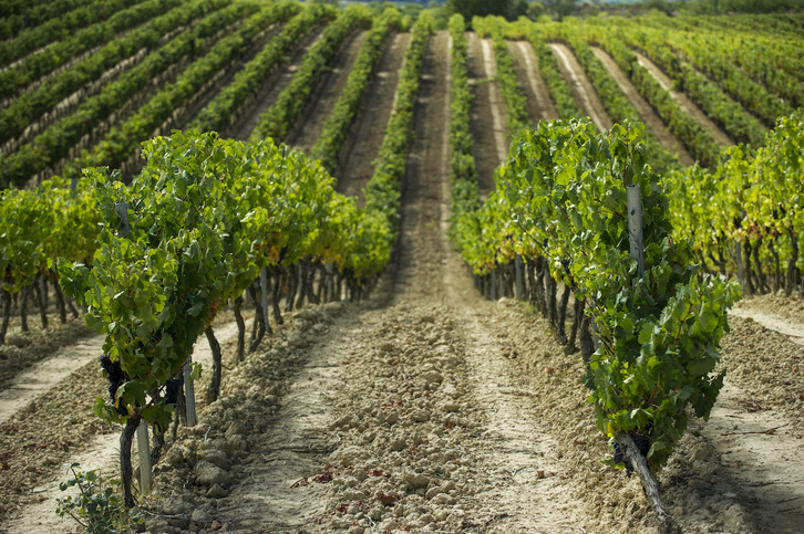 Viñedos en Guardia.