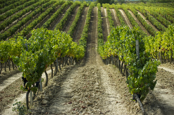 Viñedos en Guardia.