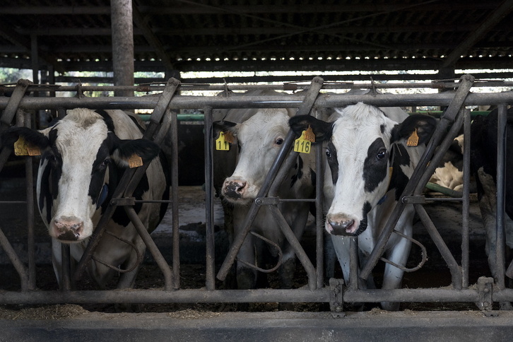 Vacas en una explotación de Larraul.