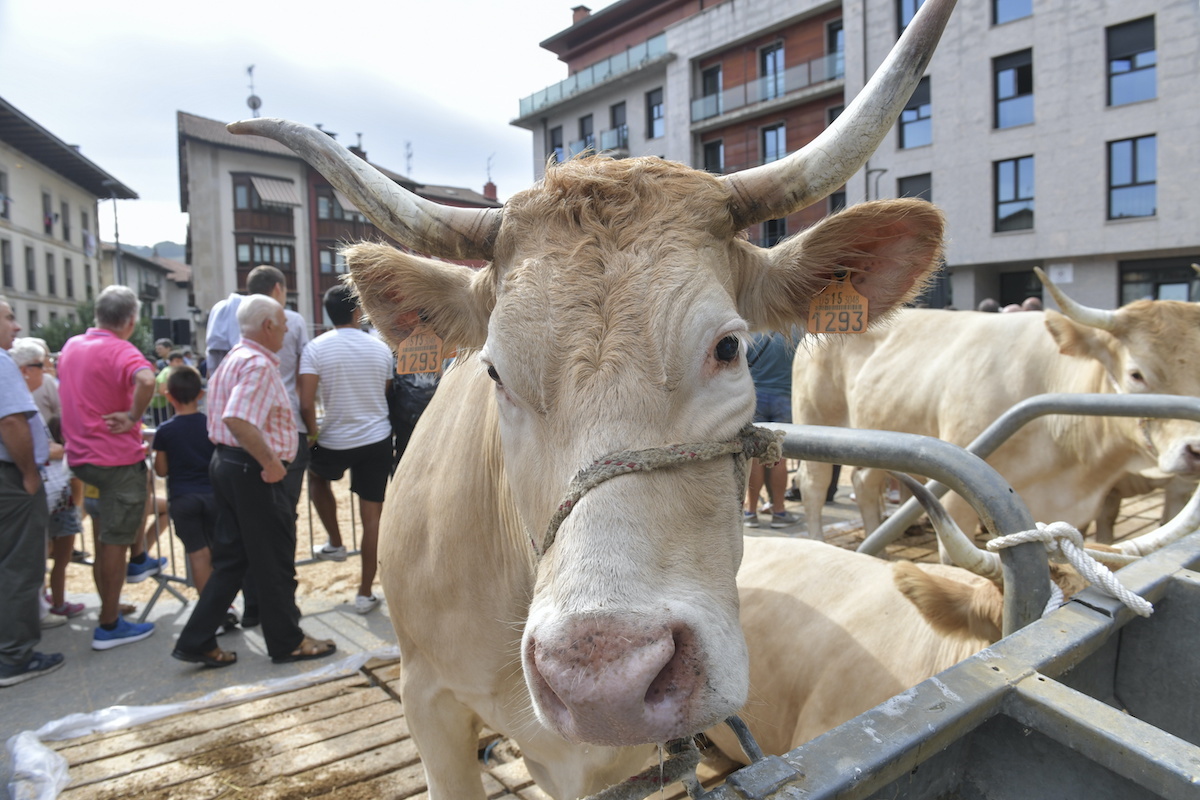 Una vaca en la feria de Ordizia, en una imagen de archivo. La presencia de ganado en ferias se ha prohibido por la dermatosis. (Idoia ZABALETA/FOKU)