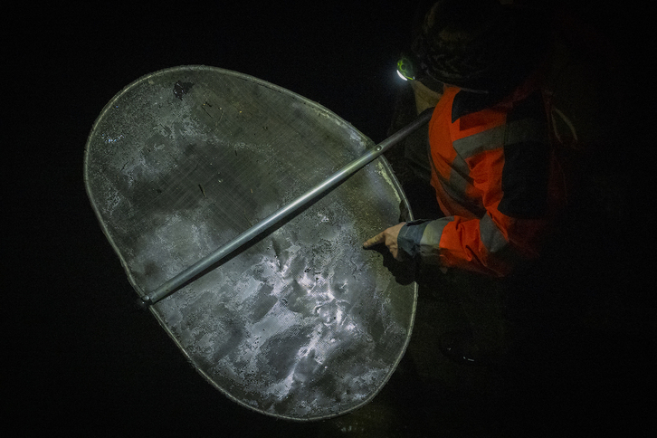 Pescadores de angula en el río Oria.