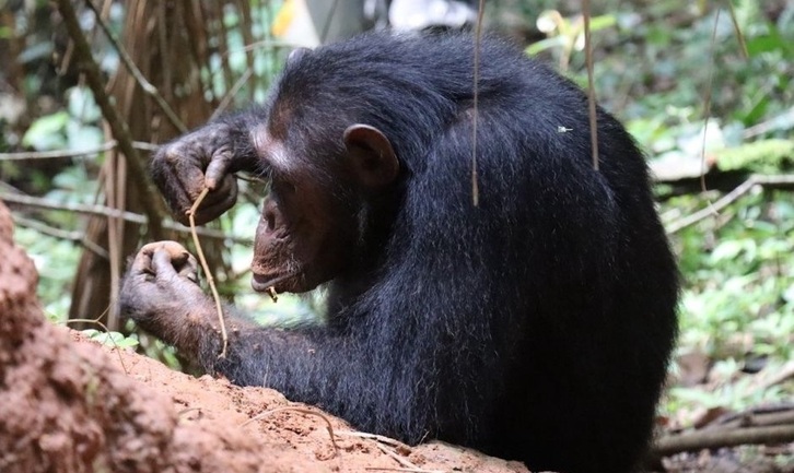 Chimpancé observado mientras selecciona plantas para pescar termitas.