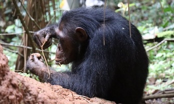 Chimpancé observado mientras selecciona plantas para pescar termitas.