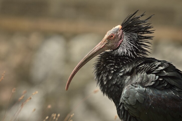 Ibis eremita, una especie en situación crítica.