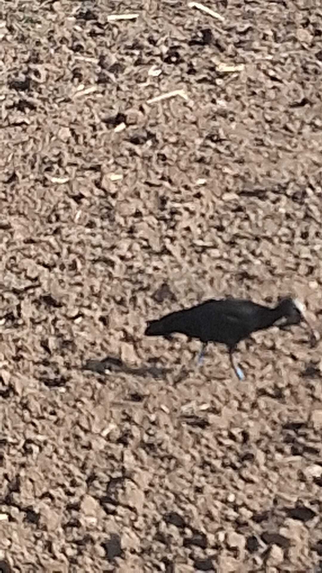 ‘Giselbert’ descansando en Berbinzana. (GOROSTI)