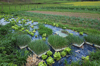 Eredu agroekologikoa sustatu nahi du sindikatu berriak.