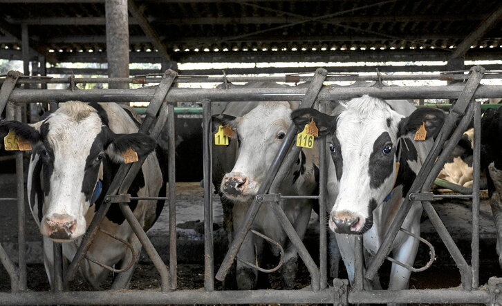 Vacas en una explotación de Larraul. Una vaca en la feria de Ordizia, en una imagen de archivo. La presencia de ganado en ferias se ha prohibido por la dermatosis.