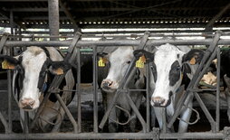 Vacas en una explotación de Larraul. Una vaca en la feria de Ordizia, en una imagen de archivo. La presencia de ganado en ferias se ha prohibido por la dermatosis.