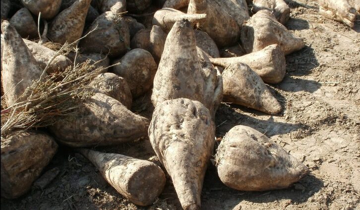 UAGA ha dado por finalizada la relación de los agricultores alaveses con British Sugar.