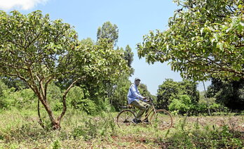 Stephen Munga, apicultor local de 59 años, se desplaza en bicicleta a su casa, situada en el límite del bosque de Mrima Hill.