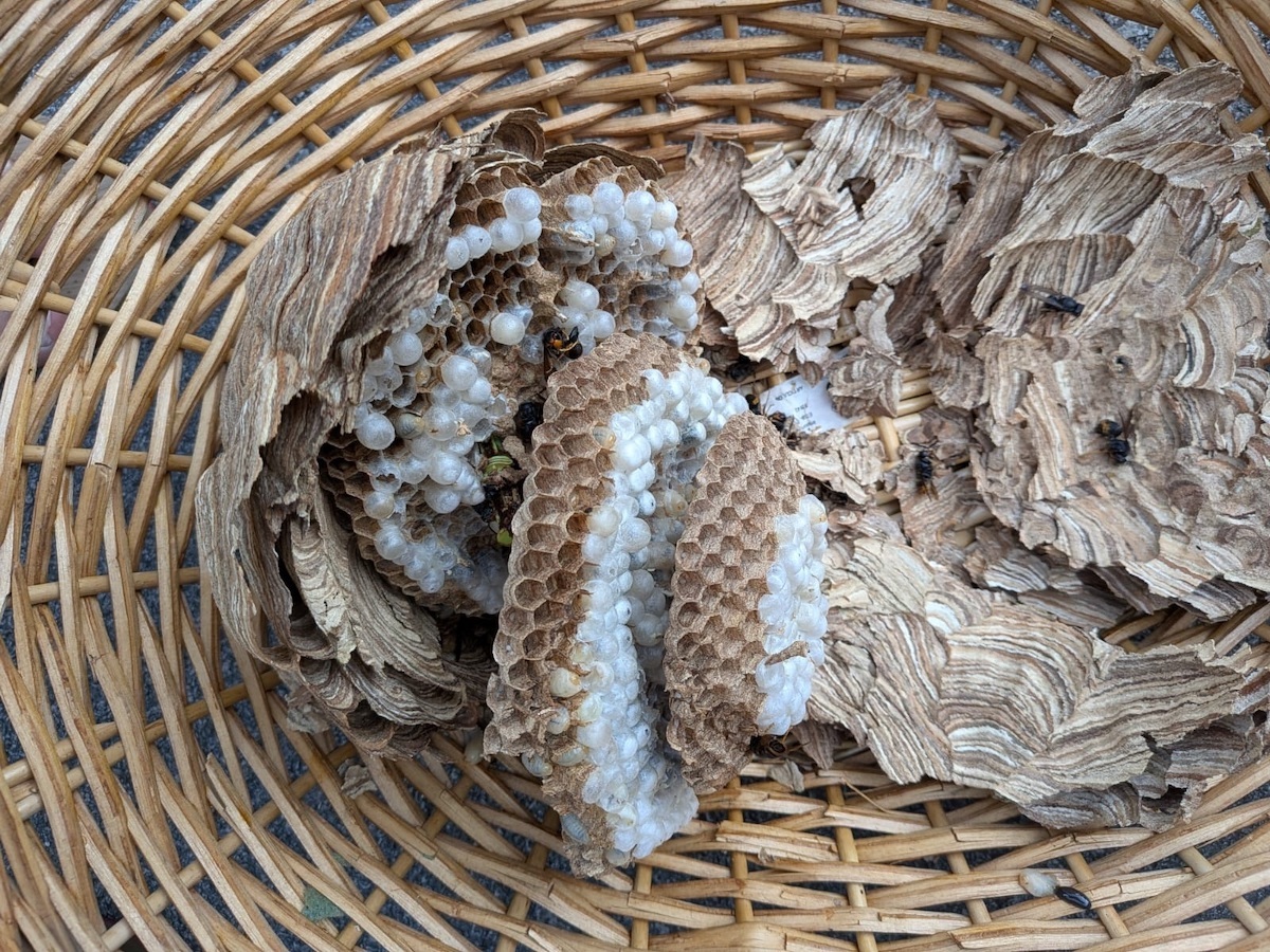 Publican una guía para controlar el avance de la avispa velutina, presente en Euskal Herria