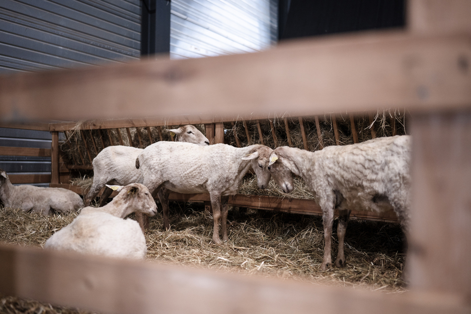 Ardiak, astoak edota txerriak ikusteko parada izan da Lurrama. Aurten, baina, behirik ez.